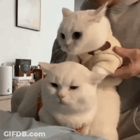 A Person Is Holding A White Cat On Their Shoulders . GIF