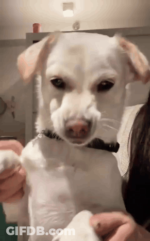 A Person Is Holding A White Dog In Their Arms . GIF