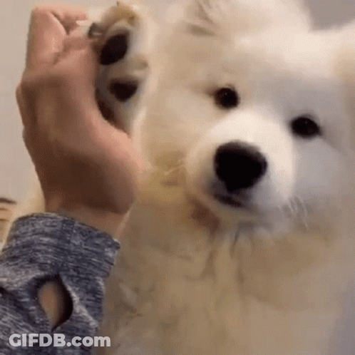 A Person Is Holding A White Dog 'S Paw In Their Hand . GIF