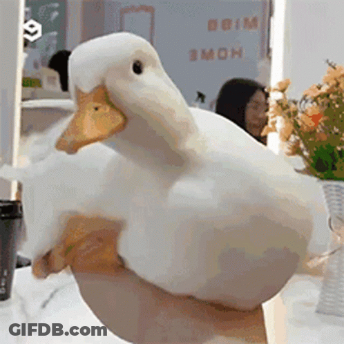 A Person Is Holding A White Duck In Their Hand In Front Of A Mirror . GIF