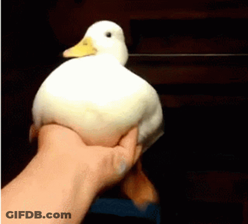 A Person Is Holding A White Duck In Their Hand . GIF