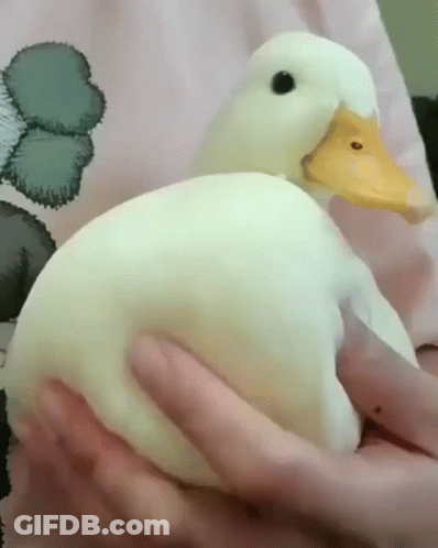 A Person Is Holding A White Duck In Their Hands GIF