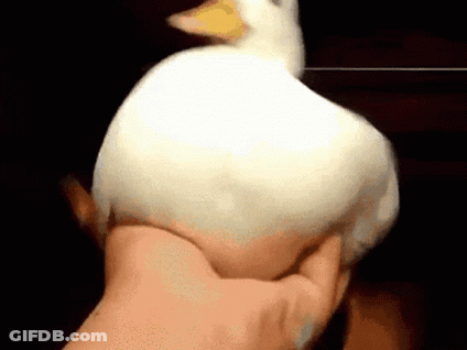 A Person Is Holding A White Duck In Their Hands . GIF
