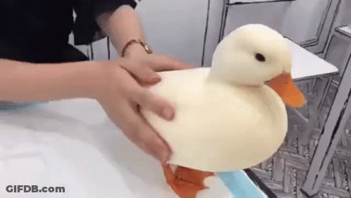 A Person Is Holding A White Duck On A Table . GIF