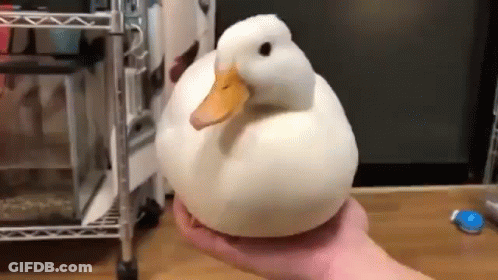 A Person Is Holding A White Duck On Their Hand . GIF