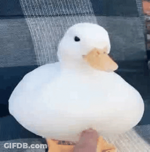 A Person Is Holding A White Duck On Their Lap . GIF