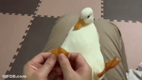 A Person Is Holding A White Duck 'S Feet While It Stands On Their Lap . GIF