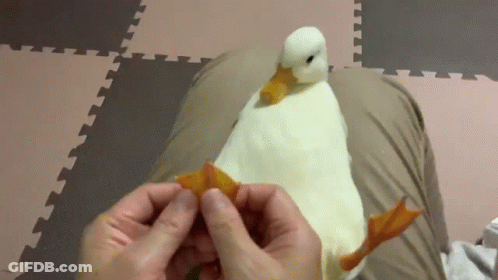 A Person Is Holding A White Duck 'S Feet While Sitting On A Bed . GIF