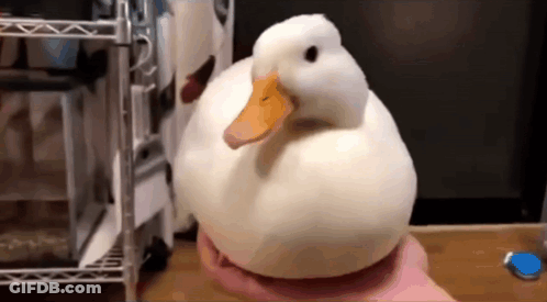 A Person Is Holding A White Duck With A Yellow Beak In Their Hand . GIF