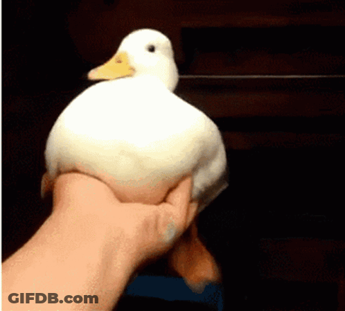 A Person Is Holding A White Duck With A Yellow Beak In Their Hand . GIF