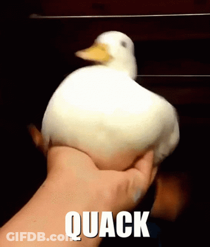 A Person Is Holding A White Duck With The Word Quack On The Bottom GIF