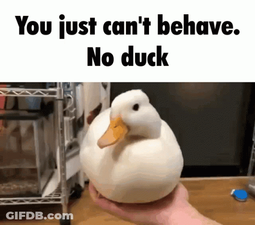 A Person Is Holding A White Duck With The Words " You Just Can 'T Behave No Duck " Above It GIF