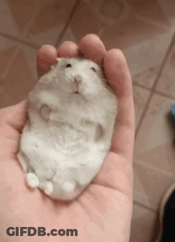 A Person Is Holding A White Hamster In Their Hand GIF