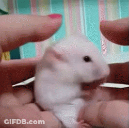 A Person Is Holding A White Hamster In Their Hands . GIF