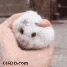 A Person Is Holding A White Hamster In Their Hands . GIF
