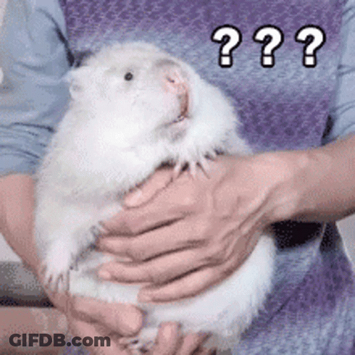 A Person Is Holding A White Hamster In Their Hands With A Question Mark . GIF