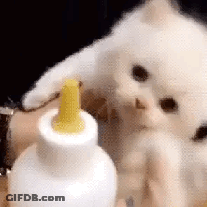 A Person Is Holding A White Kitten Next To A Bottle . GIF