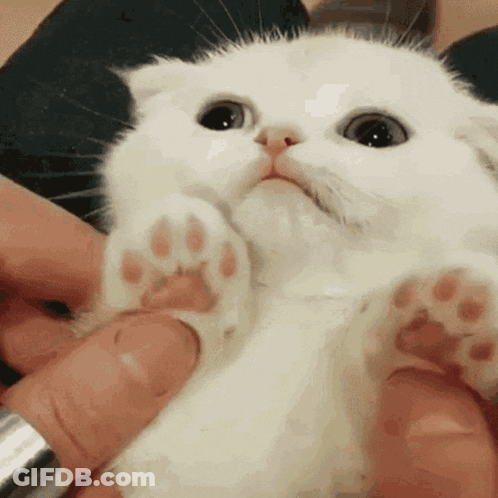 A Person Is Holding A White Kitten With A Pink Paw GIF