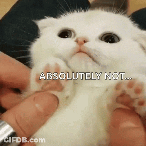 A Person Is Holding A White Kitten With The Words " Absolutely Not " Written On It GIF
