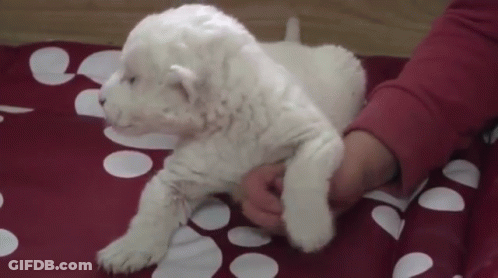 A Person Is Holding A White Puppy On A Red Blanket . GIF