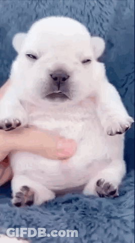 A Person Is Holding A White Puppy On Their Lap . GIF