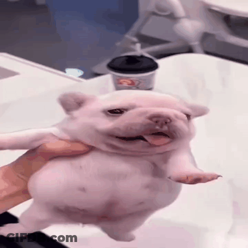 A Person Is Holding A White Puppy With Its Tongue Out . GIF