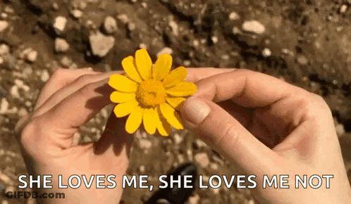 A Person Is Holding A Yellow Flower In Their Hands With The Caption `` She Loves Me , She Loves Me Not '' . GIF