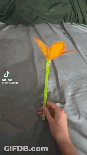 A Person Is Holding An Orange Flower With A Green Stem On A Bed GIF