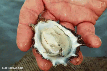 A Person Is Holding An Oyster In Their Hands GIF