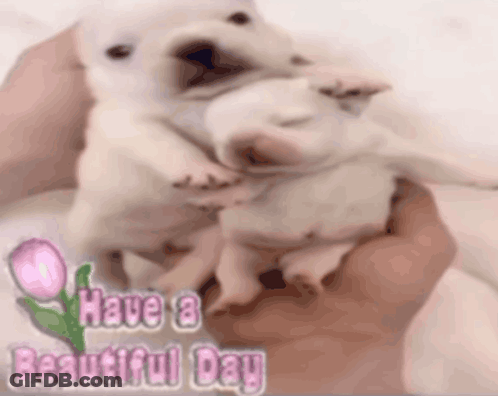 A Person Is Holding Two Puppies In Their Hands With The Words Have A Beautiful Day Written On The Bottom GIF