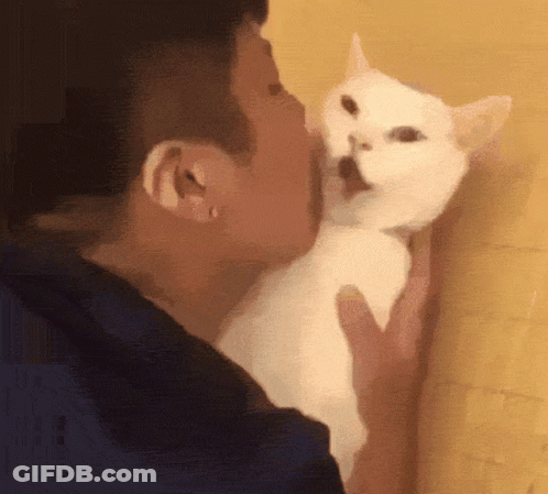A Person Is Kissing A White Cat On The Nose GIF