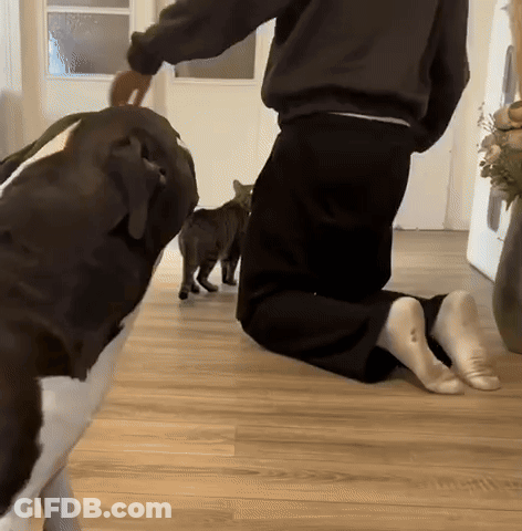 A Person Is Kneeling Down With A Dog And Two Cats GIF