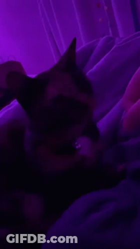 A Person Is Laying On A Bed In A Dark Room With Purple Lights Behind Them . GIF
