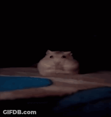 A Person Is Laying On A Bed With A Hamster On Their Lap GIF