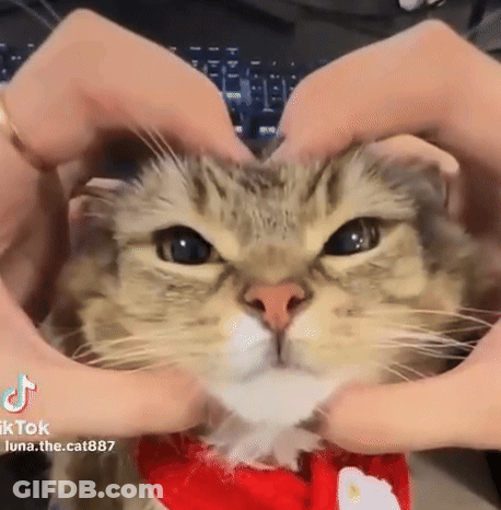 A Person Is Making A Heart Shape With Their Hands On A Cat 'S Face . GIF