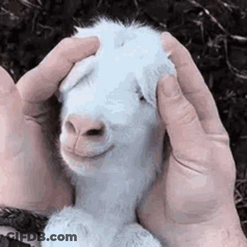 A Person Is Petting A Baby Goat On Its Head . GIF