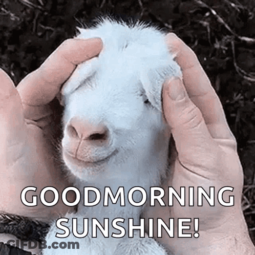 A Person Is Petting A Baby Goat With Their Hands And The Goat Is Smiling . GIF