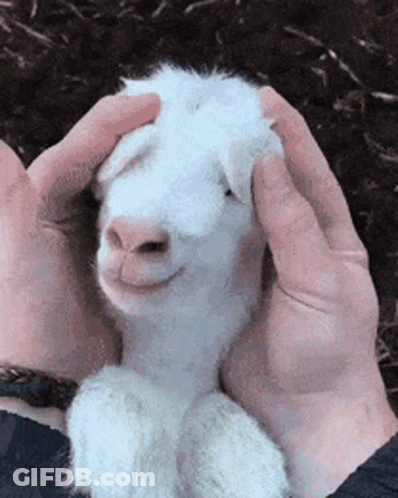 A Person Is Petting A Baby Goat With Their Hands . GIF
