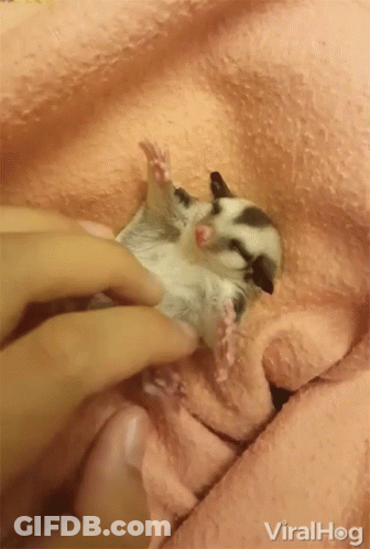 A Person Is Petting A Baby Sugar Glider On A Pink Blanket GIF