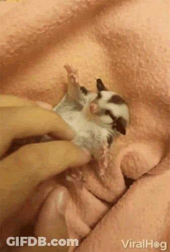 A Person Is Petting A Baby Sugar Glider On A Pink Blanket GIF