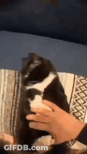 A Person Is Petting A Black And White Cat On A Blanket On A Couch . GIF