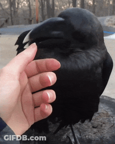 A Person Is Petting A Black Bird With A Large Beak GIF