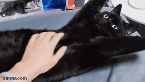 A Person Is Petting A Black Cat Laying On Its Back GIF