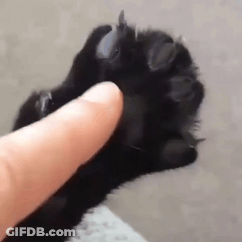 A Person Is Petting A Black Cat 'S Paw With Their Index Finger . GIF