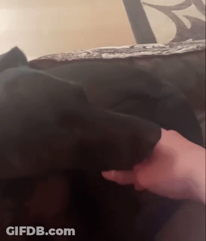 A Person Is Petting A Black Dog On A Bed GIF