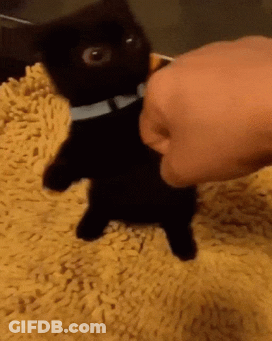 Person Petting Black Kitten On Yellow Carpet GIF
