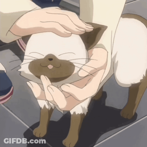 A Person Is Petting A Brown And White Cat With Their Fingers GIF