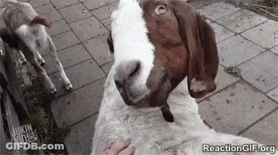 A Person Is Petting A Brown And White Goat . GIF