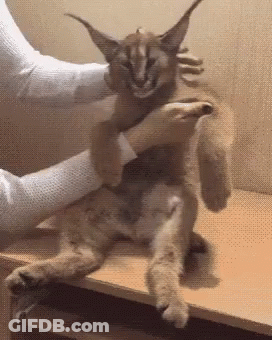 A Person Is Petting A Caracal Cat On A Table . GIF