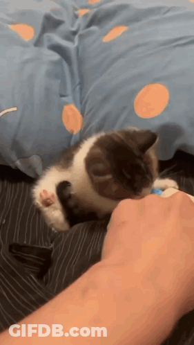 A Person Is Petting A Cat On A Bed With A Blue Blanket . GIF